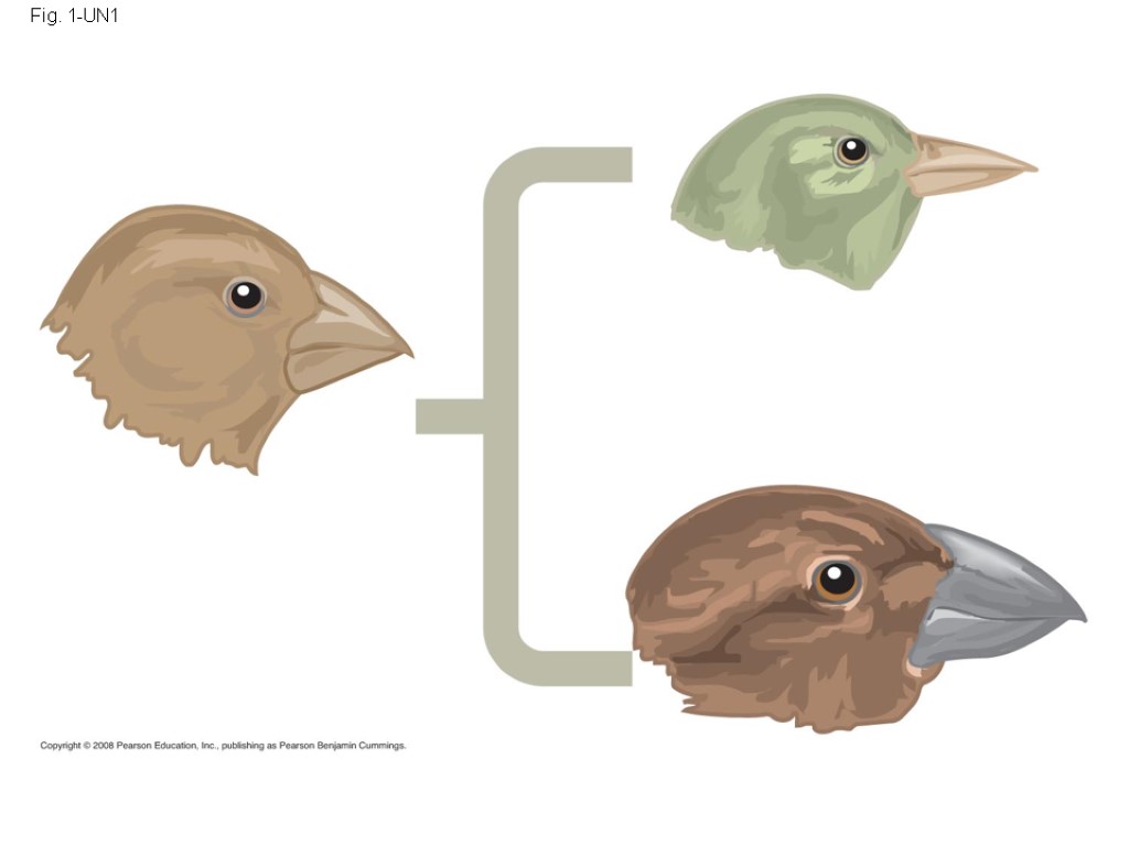 Fig. 1-UN1